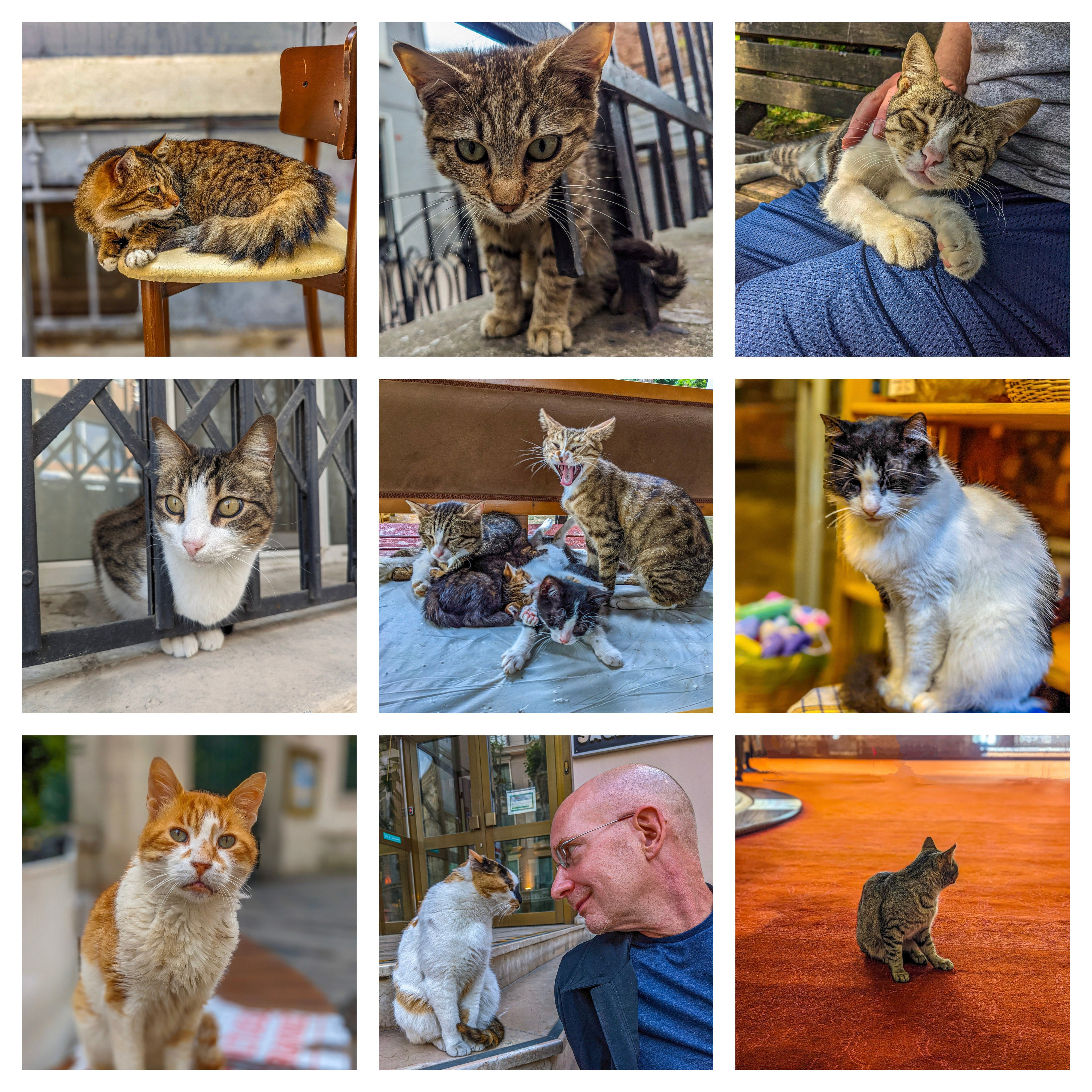 The Cats of Istanbul