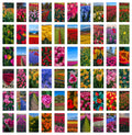 The Tulips of Skagit Valley, Washington
