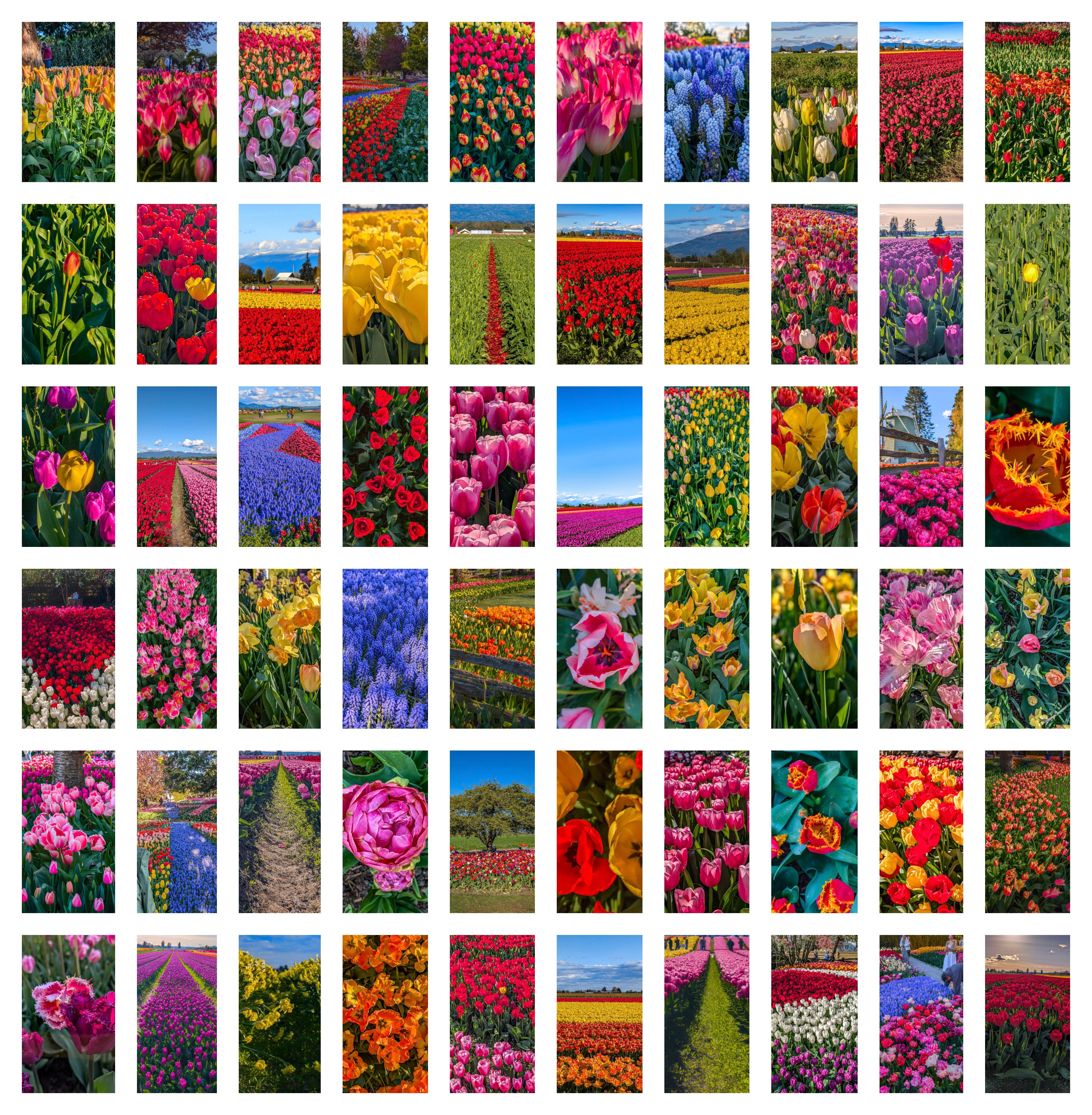 The Tulips of Skagit Valley, Washington