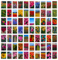 The Tulips of Skagit Valley