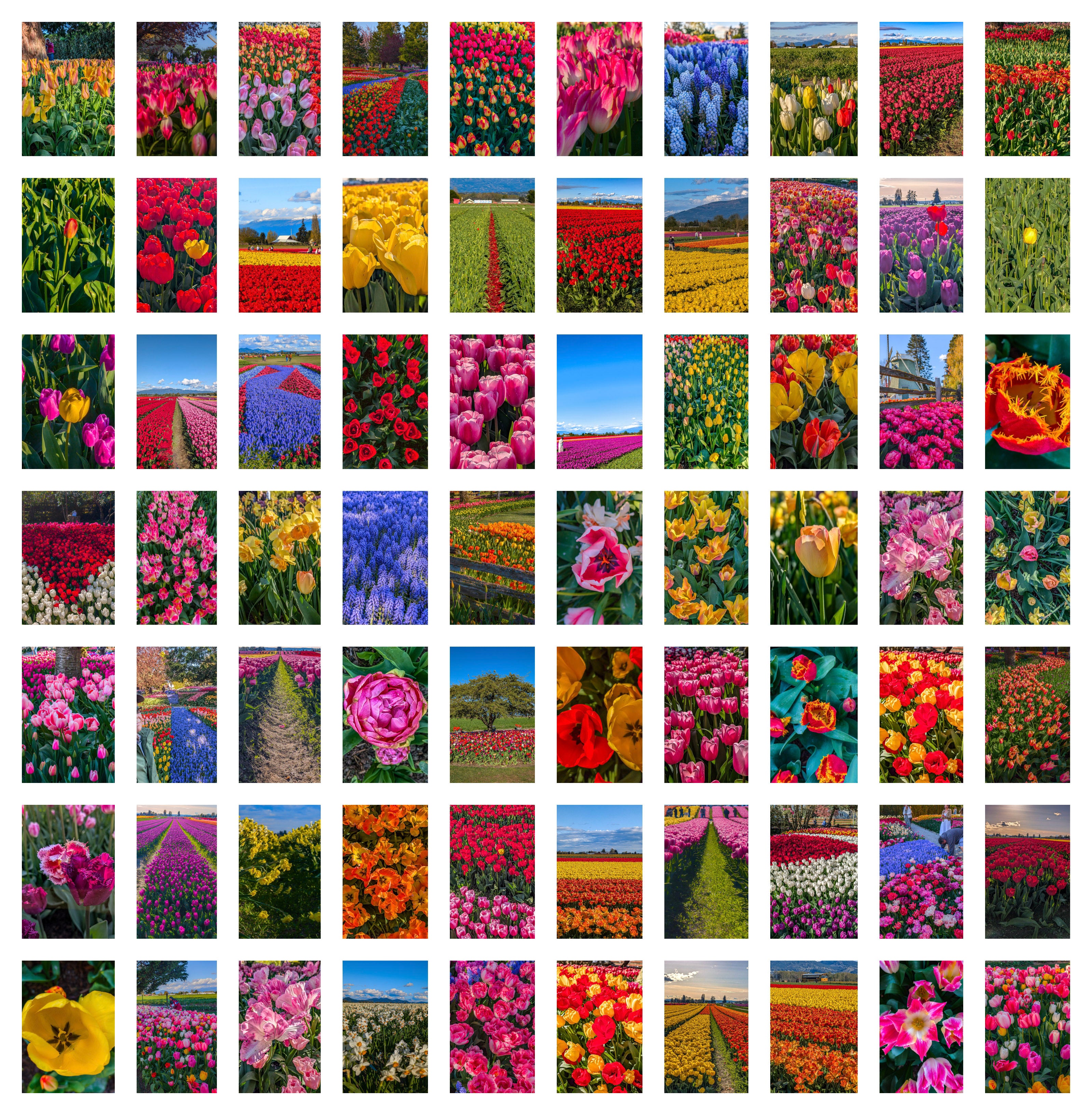 The Tulips of Skagit Valley